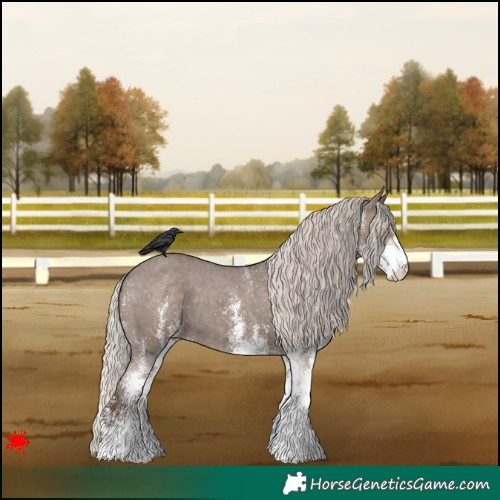 Horse Color:White Spotted Silver Black Appaloosa