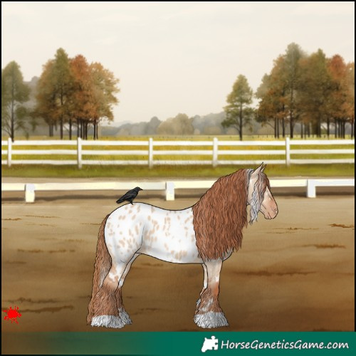 Horse Color:White Spotted Red Dun Appaloosa 