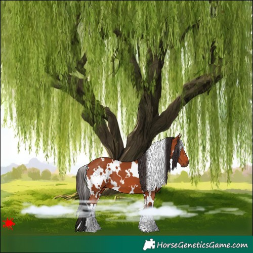 Horse Color:White Spotted Bay 