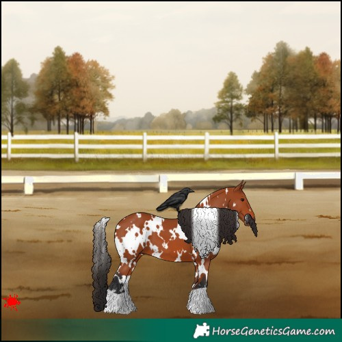 Horse Color:White Spotted Bay 