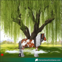 Horse Color:White Spotted Bay 