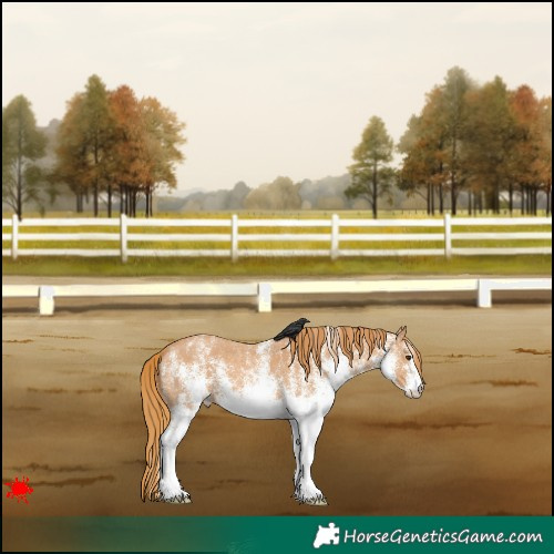 Horse Color:White Spotted Chestnut 