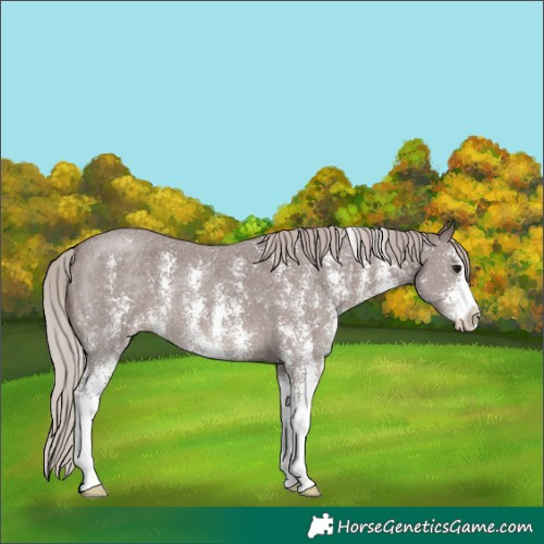 Horse Color:Chocolate Silver Black Sabino 