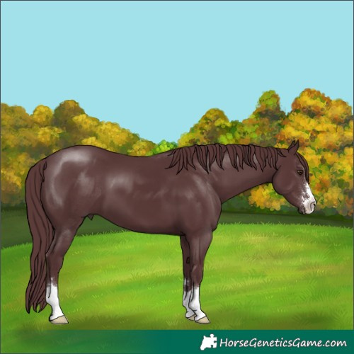 Horse Color:Chocolate Black 
