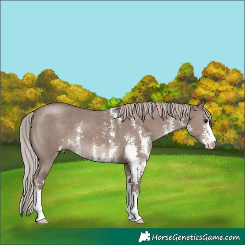 Horse Color:Chocolate Silver Grullo Sabino 