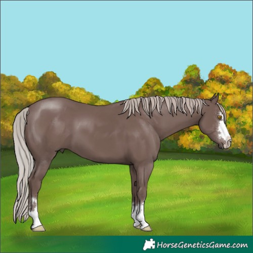 Horse Color:Chocolate Silver Black 
