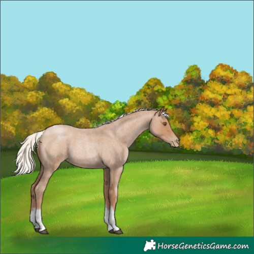 Horse Color:Silver Blue Roan Pearl Tobiano Frame 
