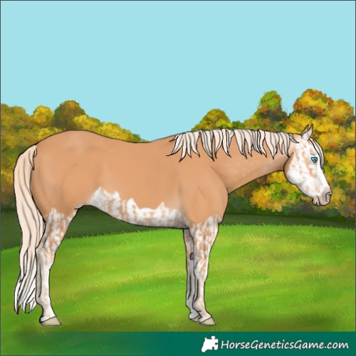 Horse Color:Gray Cremello Splash  and Gray Cremello Splash 