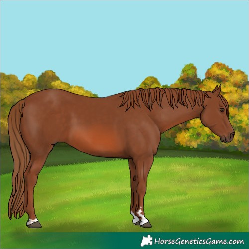 Horse Color:Chestnut 