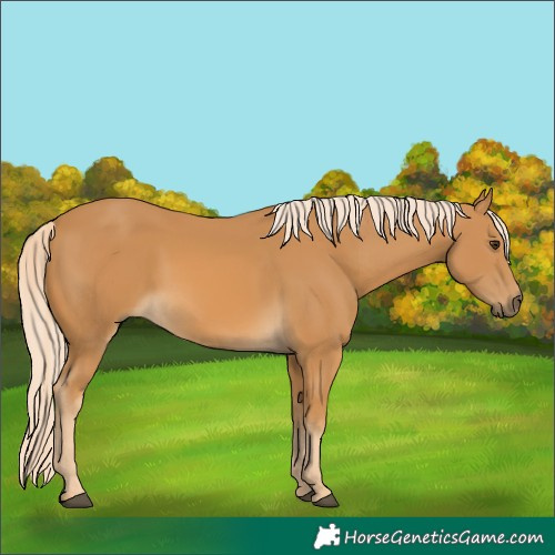 Horse Color:Palomino 