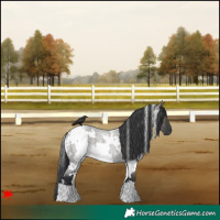 Horse Color:White Spotted Grullo Roan 