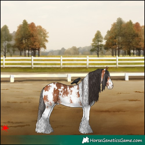 Horse Color:White Spotted Bay 