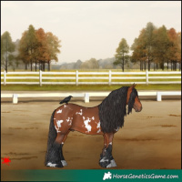 Horse Color:White Spotted Bay 