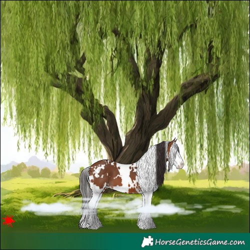 Horse Color:White Spotted Bay Splash 