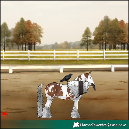 Horse Color:White Spotted Bay Splash