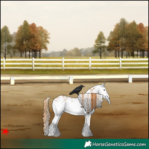 Horse Color:White Spotted Chestnut 