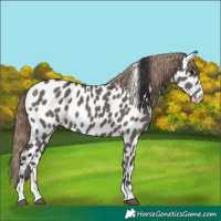 Horse Color:Smoky Grullo Near Leopard 