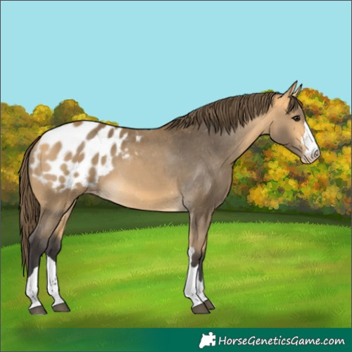 Horse Color:Buckskin Appaloosa 