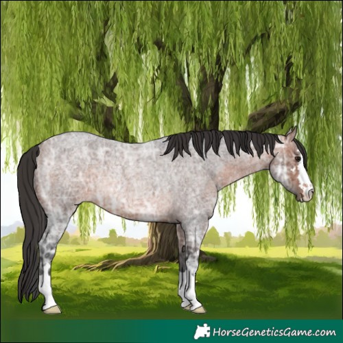 Horse Color:Brown Ice Roan Rabicano 