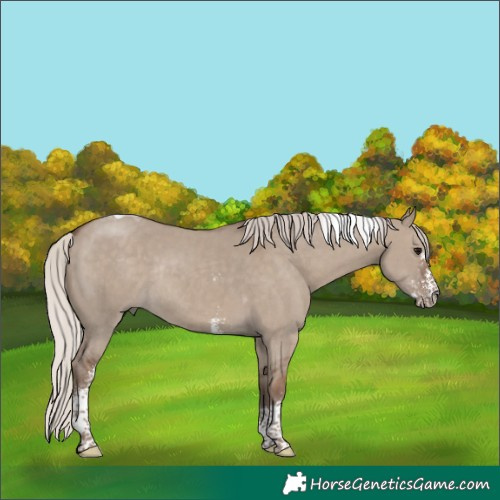 Horse Color:Silver Grullo Sabino Tobiano Rabicano 