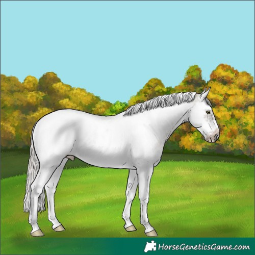 Horse Color:Silver Grullo Sabino Splash Tobiano Frame Rabicano 