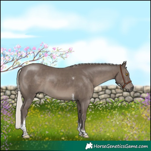 Horse Color:Silver Black Tobiano Rabicano 