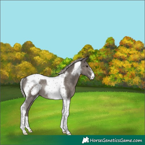 Horse Color:Silver Black Tobiano Frame Rabicano 