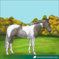 Horse Color:Silver Black Tobiano Rabicano