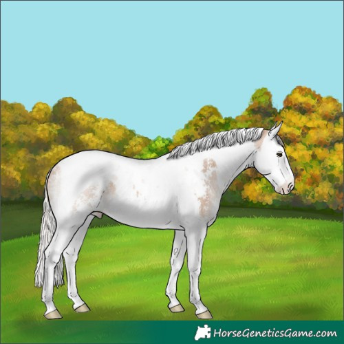 Horse Color:Silver Bay Dun Sabino Splash Tobiano Rabicano 