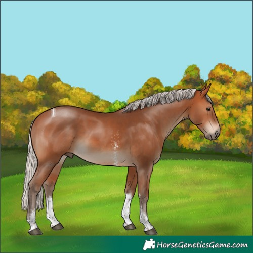 Horse Color:Silver Bay Sabino Tobiano Rabicano 