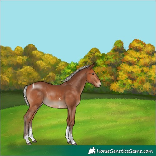 Horse Color:Silver Bay Sabino Tobiano Rabicano 