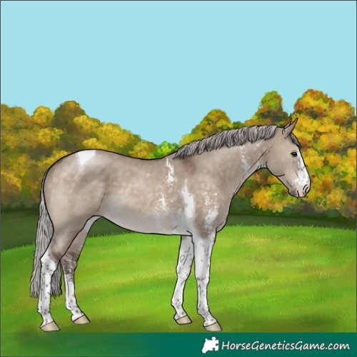 Horse Color:Silver Brown Dun Sabino Tobiano Rabicano