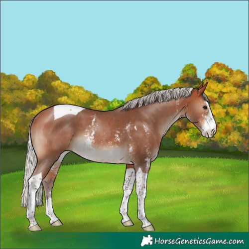 Horse Color:Silver Bay Sabino Tobiano Rabicano 