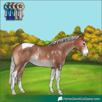 Horse Color:Silver Bay Sabino Tobiano Rabicano 