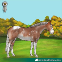 Horse Color:Silver Bay Sabino Tobiano Rabicano 