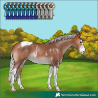 Horse Color:Silver Bay Sabino Tobiano Rabicano