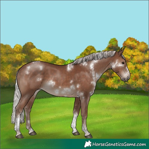 Horse Color:White Spotted Silver Black Tobiano Frame Rabicano 