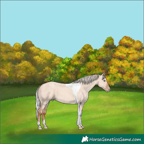 Horse Color:Silver Classic Champagne Dun Tobiano 