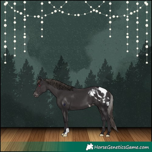 Horse Color:Smoky Black Skewed Appaloosa 