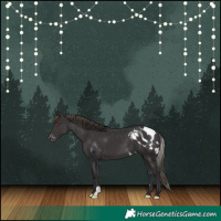 Horse Color:Smoky Black Skewed Appaloosa
