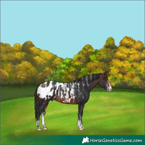 Horse Color:Powder White Brown Appaloosa Rabicano 