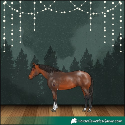 Horse Color:Bay Tobiano Rabicano 