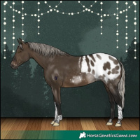 Horse Color:Gray Silver Brown Dun Tobiano Appaloosa