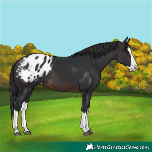Horse Color:Brown Splash Appaloosa 