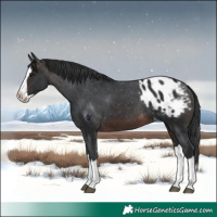 Horse Color:Brown Splash Blanket 