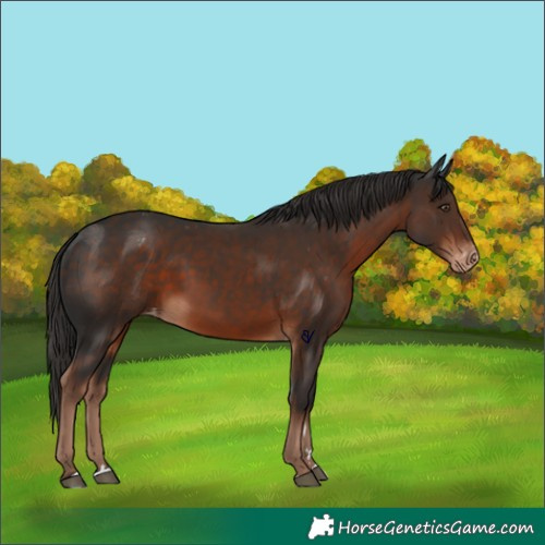 Horse Color:Liver Chestnut Appaloosa 