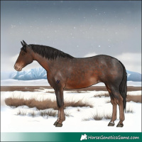 Horse Color:Liver Chestnut Varnish