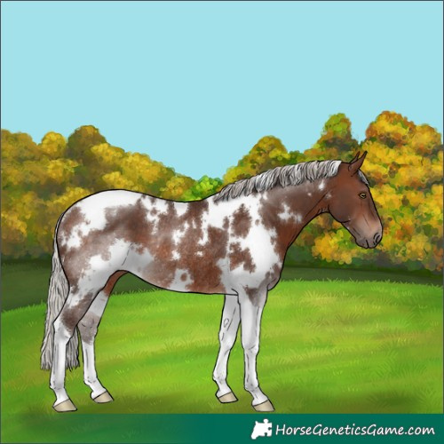 Horse Color:White Spotted Silver Brown Tobiano Rabicano 