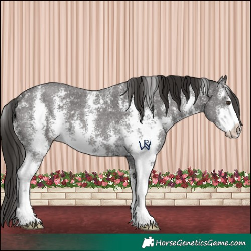 Horse Color:Liver Chestnut Sabino