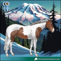 Horse Color:Silver Brown Tobiano